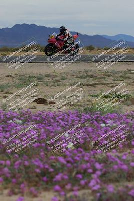 media/Jan-14-2023-SoCal Trackdays (Sat) [[497694156f]]/Turn 14 Exit Bloomig (145pm)/
